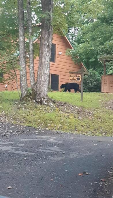 Lazy Bear Cabin 세비어빌 외부 사진